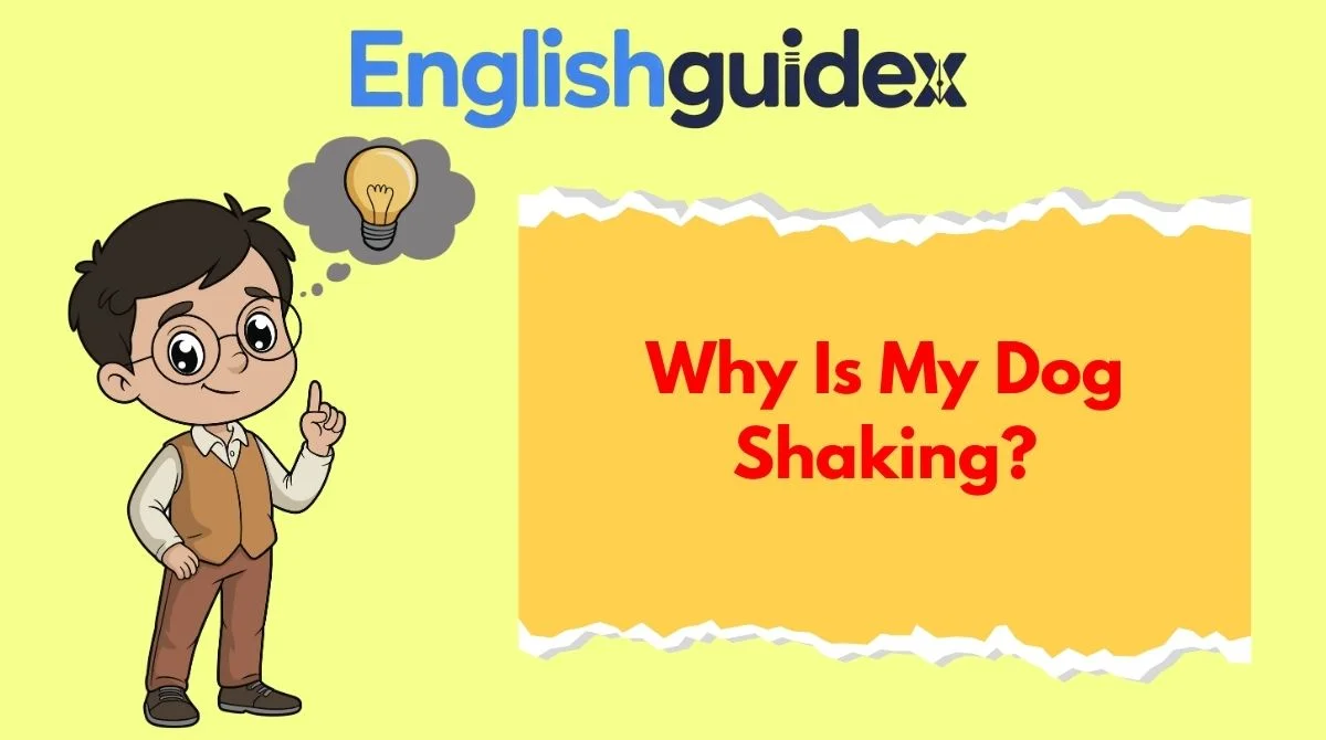 Why Is My Dog Shaking?