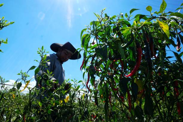 Thrive: A Lifestyle Guide – Cultivating a Life of Purpose and Well-Being